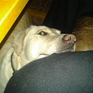 Labrador retriever Freja