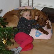 Labrador retriever Bølle