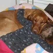 Labrador retriever Bølle