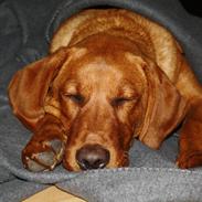 Labrador retriever Bølle