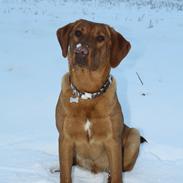 Labrador retriever Bølle