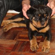 Rottweiler Fury vom hause Desteny (coco)