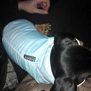 Gravhund Prins pølse