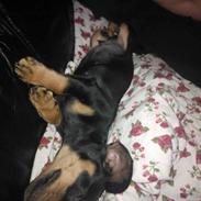 Gravhund Prins pølse