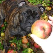 Olde english bulldogge Chilli