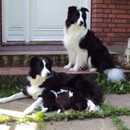 Border collie Kian Star Klaudia