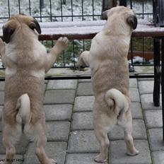 Mops Must Have Karen Blixen