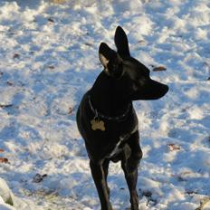 Blanding af racer Maze (min papfars)