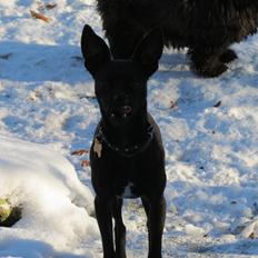 Blanding af racer Maze (min papfars)