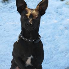 Blanding af racer Maze (min papfars)