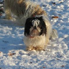 Shih tzu Berta (min)