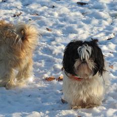 Shih tzu Berta (min)
