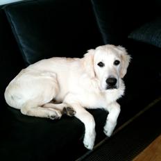 Golden retriever Basse