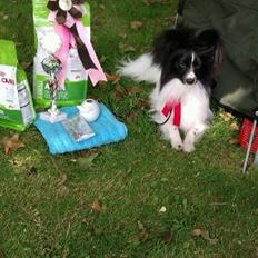 Papillon Gallinas Artemis
