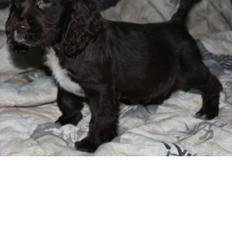 Cocker spaniel Chiko