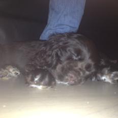 Cocker spaniel Chiko