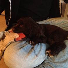 Cocker spaniel Chiko