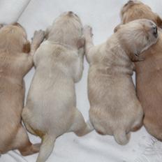 Golden retriever Luna