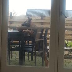 Schæferhund Jabina Boleo Freja * Omplaceret *