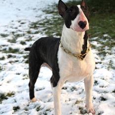 Bullterrier Budda