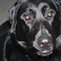 Blanding af racer | Buster