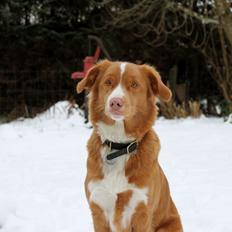 Nova scotia duck tolling retriever Saga