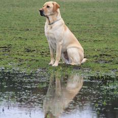 Blanding af racer Luckie