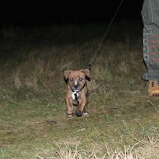 Staffordshire bull terrier Skunk