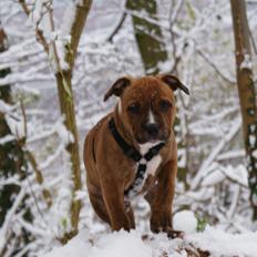 Staffordshire bull terrier Skunk
