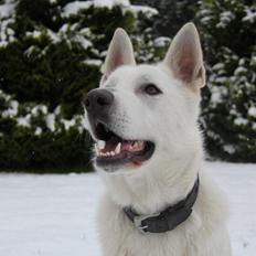 Hvid schæfer Django