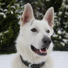 Hvid schæfer Django
