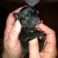 Fransk bulldog petra