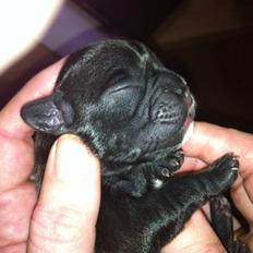 Fransk bulldog petra