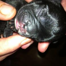 Fransk bulldog petra