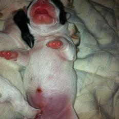 Fransk bulldog Barry