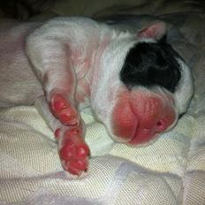 Fransk bulldog Barry