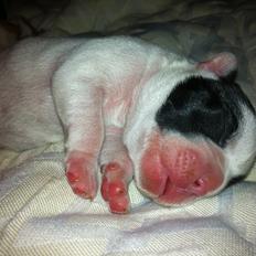 Fransk bulldog Barry