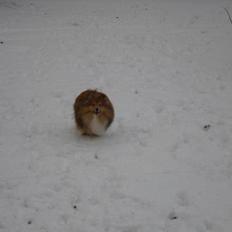 Shetland sheepdog Watson *Firehøje's Fancy Twix*