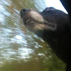 Blanding af racer Chilli