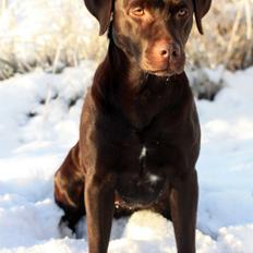 Labrador retriever Nuca