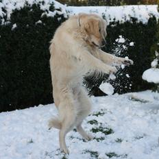 Golden retriever Golden Cosmo