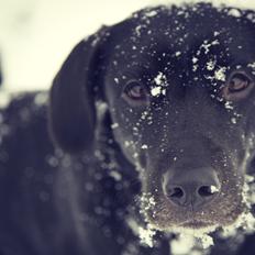 Labrador retriever Sophie *ludty*  [ lobes labrdor knirke]