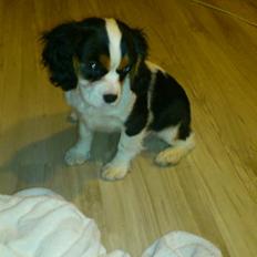 Cavalier king charles spaniel Bosco