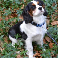 Cavalier king charles spaniel Bosco