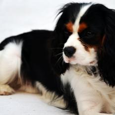 Cavalier king charles spaniel Bosco