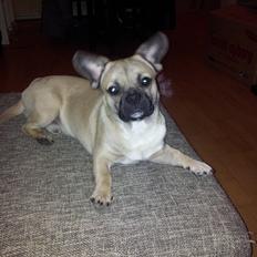 Blanding af racer bosco