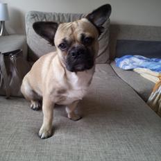 Blanding af racer bosco