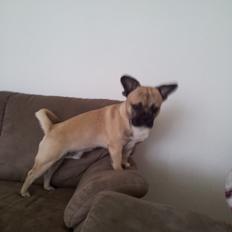 Blanding af racer bosco