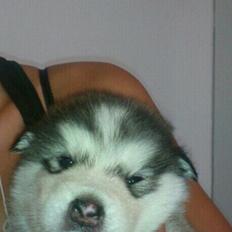 Alaskan malamute Koda