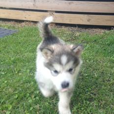 Alaskan malamute Koda